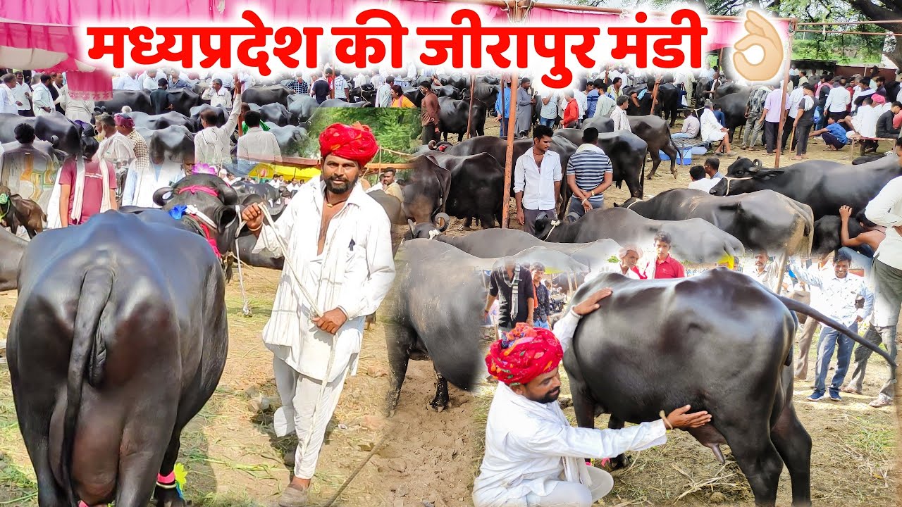 आज की जीरापुर मंडी में देखिये शानदार मुर्रा भैंसे ||Madhya Pradesh Jirapur Mandi👌🏻