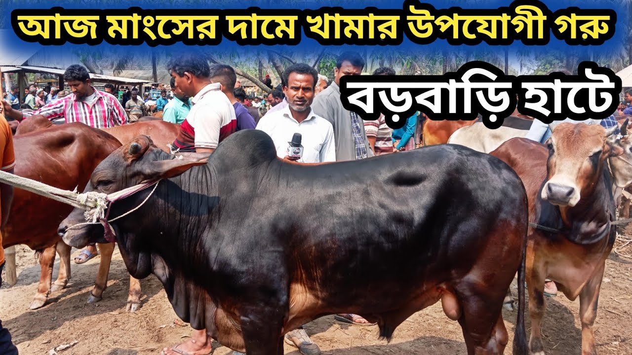 ৪/৩/২৬| শাহিওয়াল জাতের সেরা মানের কুরবানীর গরু বড়বাড়ী হাটে আজ কেমন দামে বেচাকেনা হলো দেখেন!