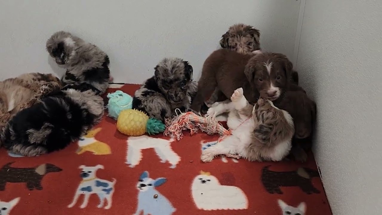 New Beginnings litter of F1 Aussiedoodle puppies  - Missy and Buck