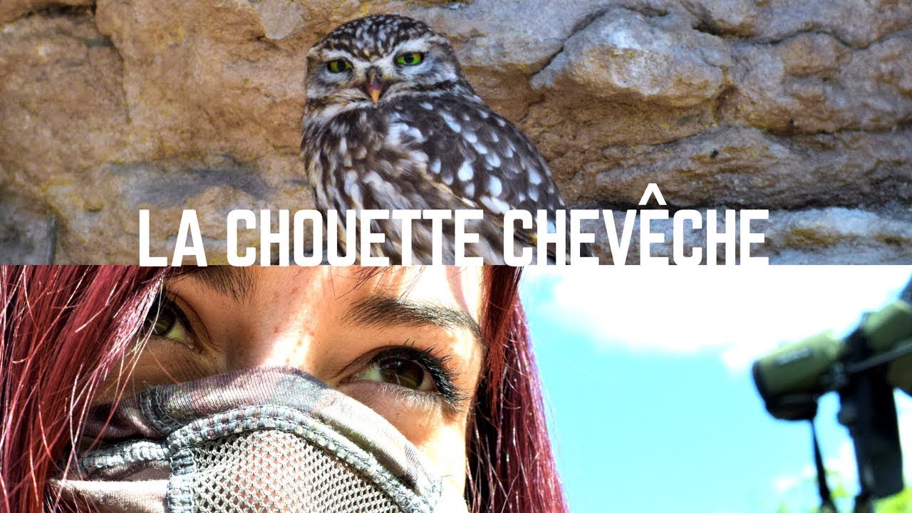 LA CHOUETTE CHEVÊCHE !