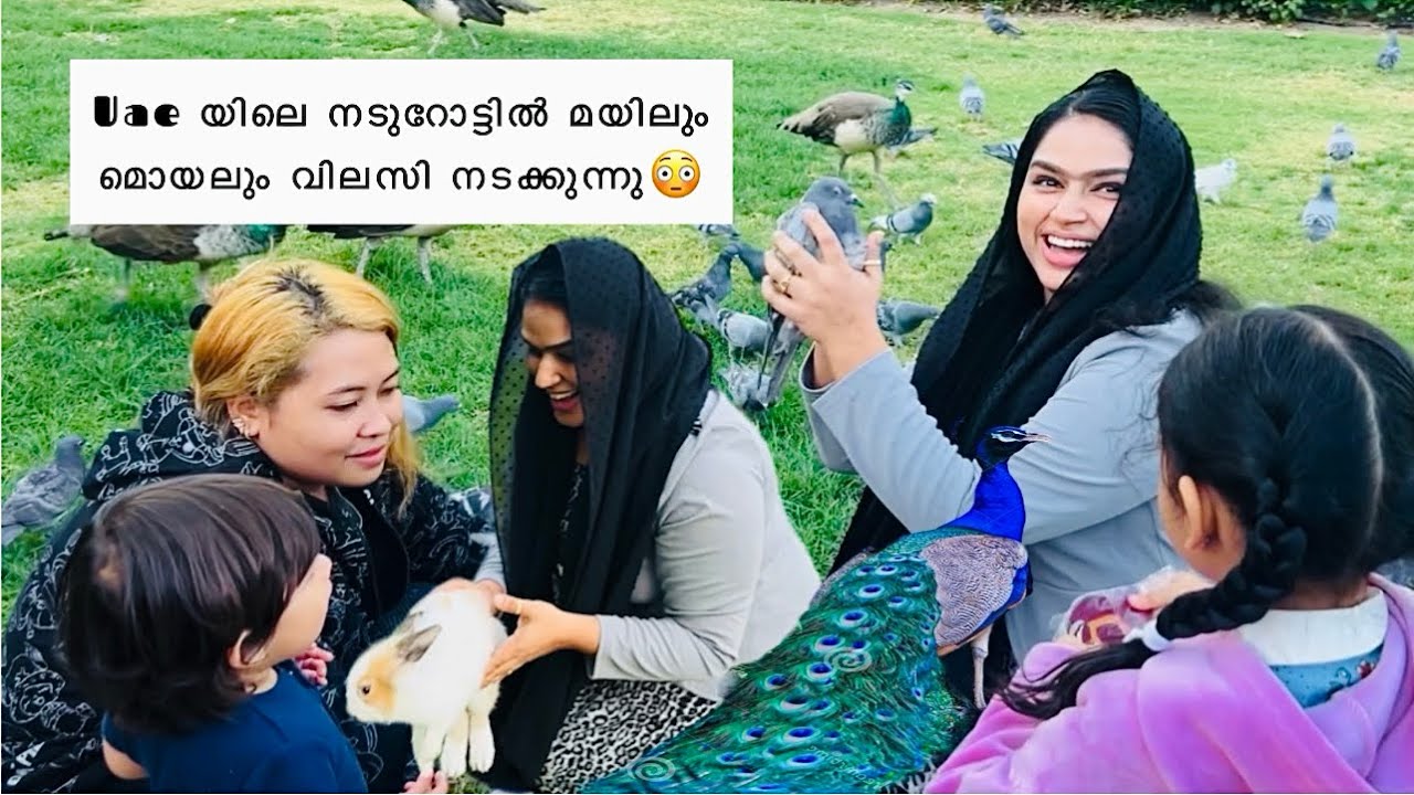 ദുബായിലെ നടുറോട്ടിൽ മയിലും മുയലും🤪| Peacock Park Dubai | Jumeira Emirates Tower Dubai | Own Voice