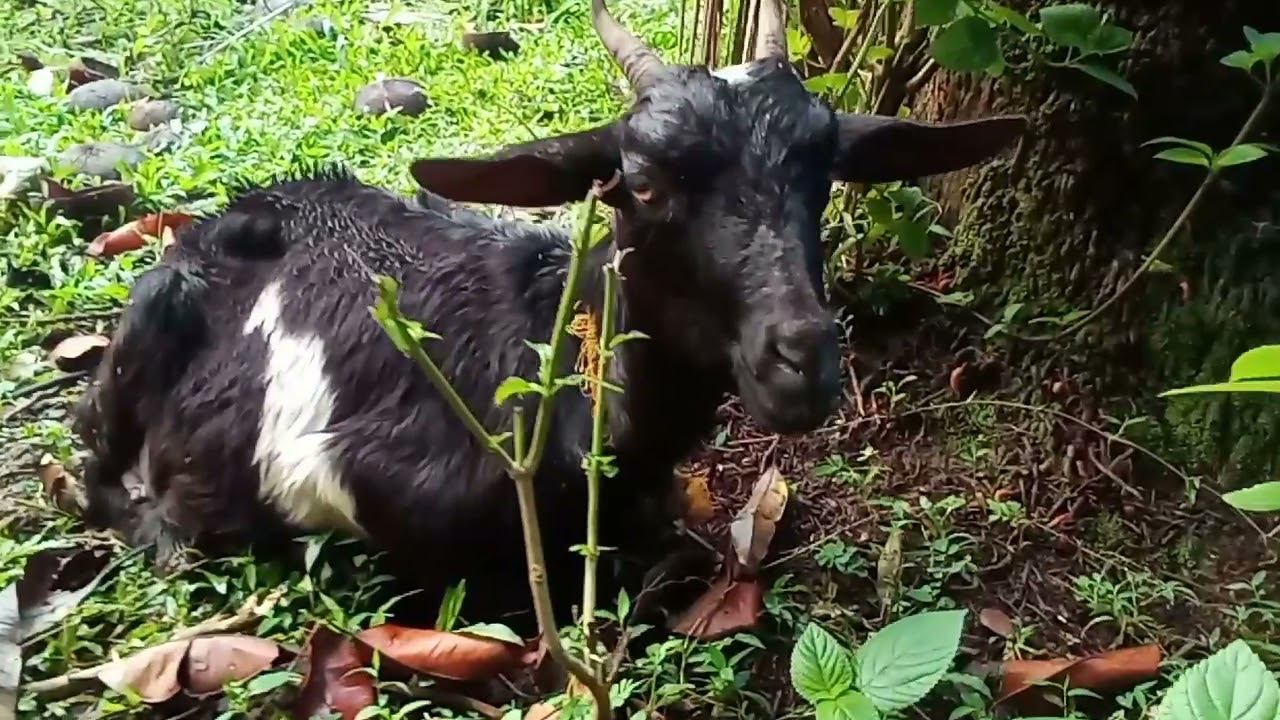 Capra aegagrus hircus
