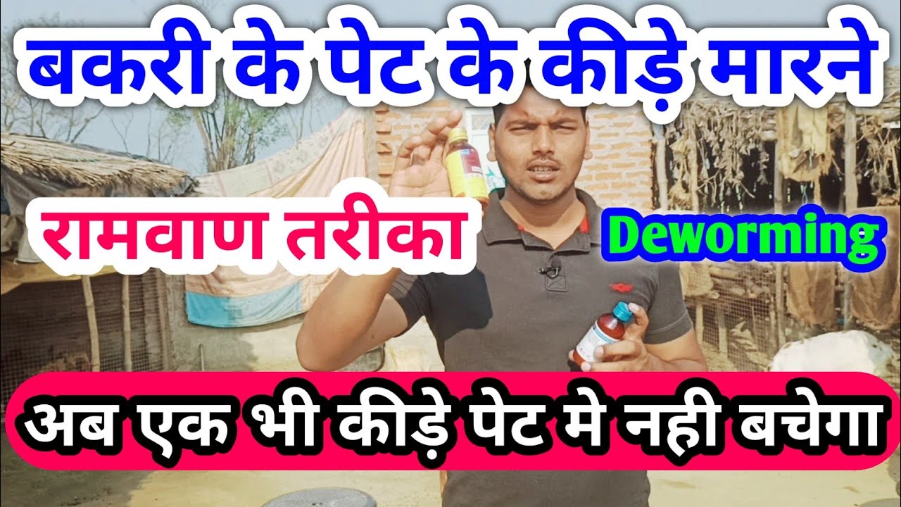 बकरी के पेट के कीड़े मरने का सही तरीका  || bakri ki deworming kaise kare ||