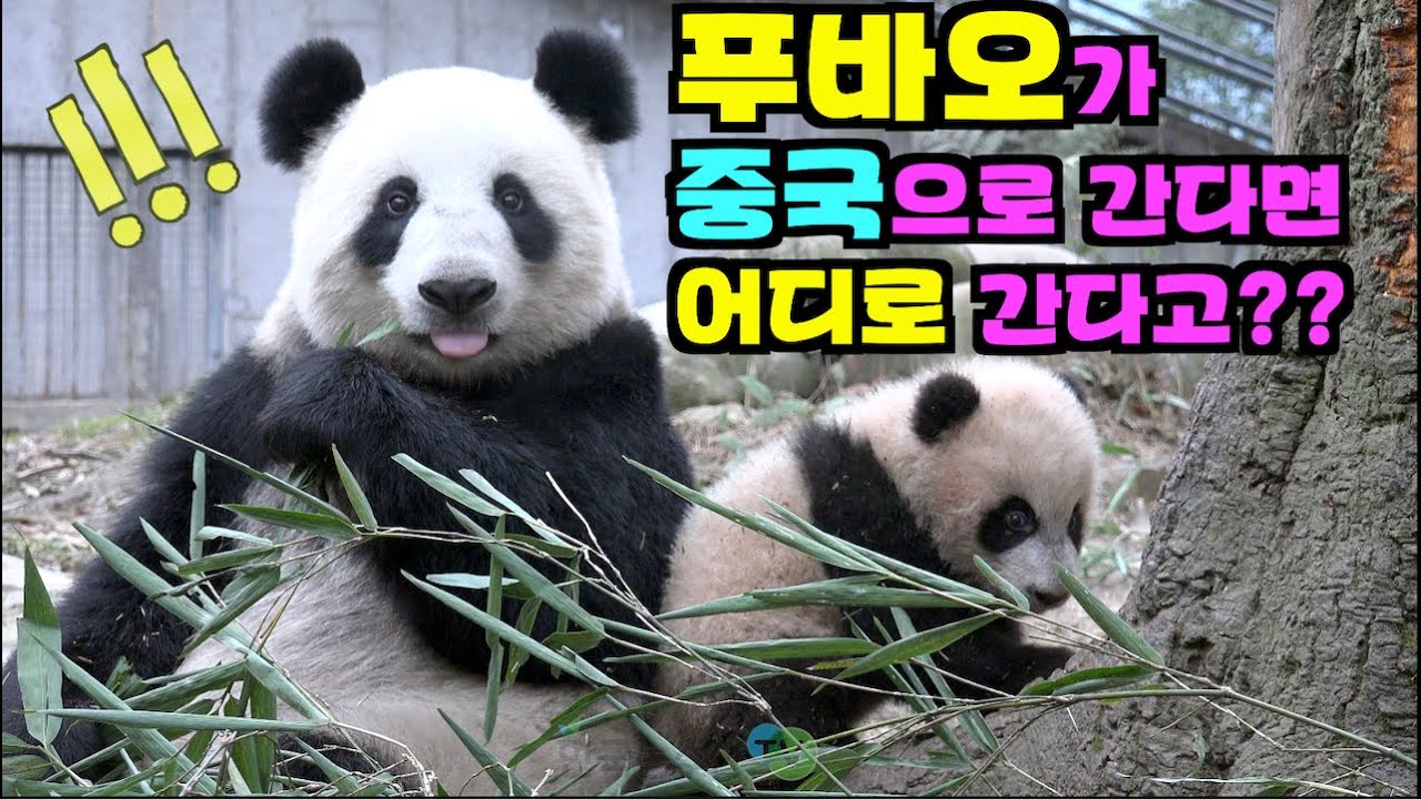 [PandaTV] #푸바오가 중국으로 간다면 어디로? 이미 일본 샹샹도 태국 린빙도 이 곳으로 갔다는데...