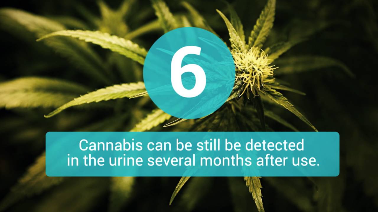 8 Facts You Didn't Know About Cannabis - 420 Evaluations Online