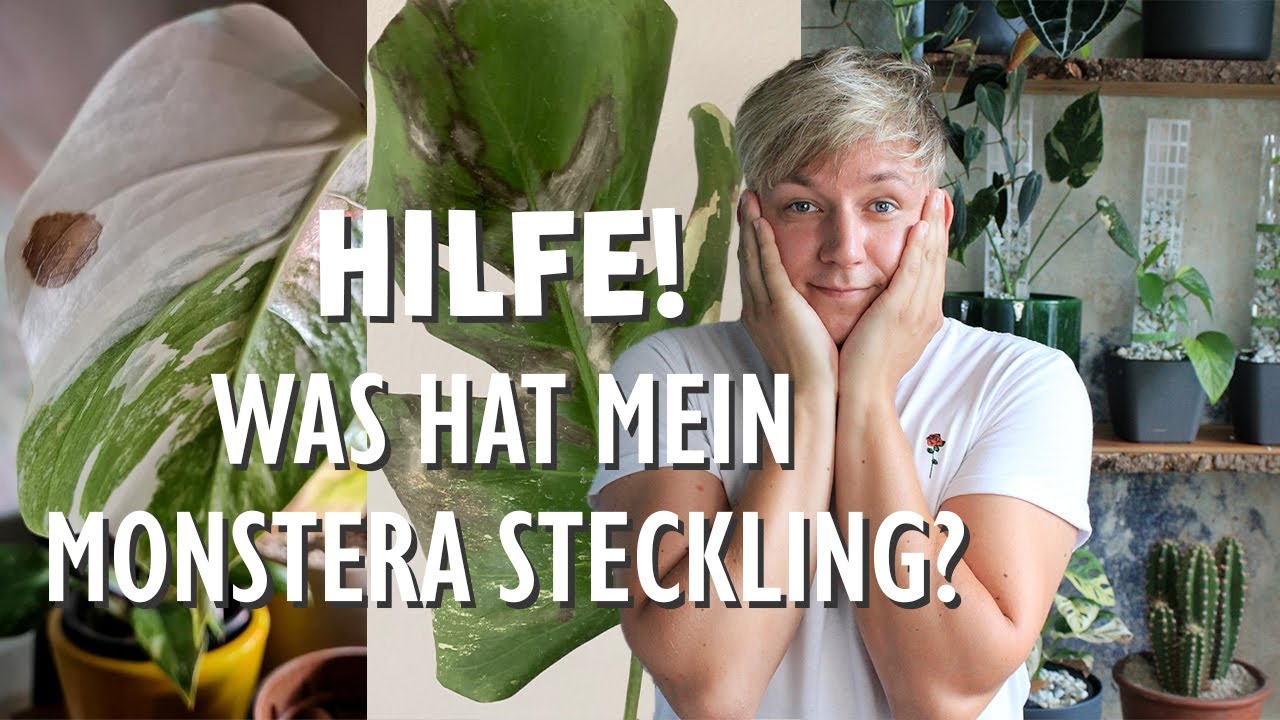 SOS Monstera deliciosa variegata 🚨 Die 8 häufigsten Probleme deiner Pflanze + Lösungen