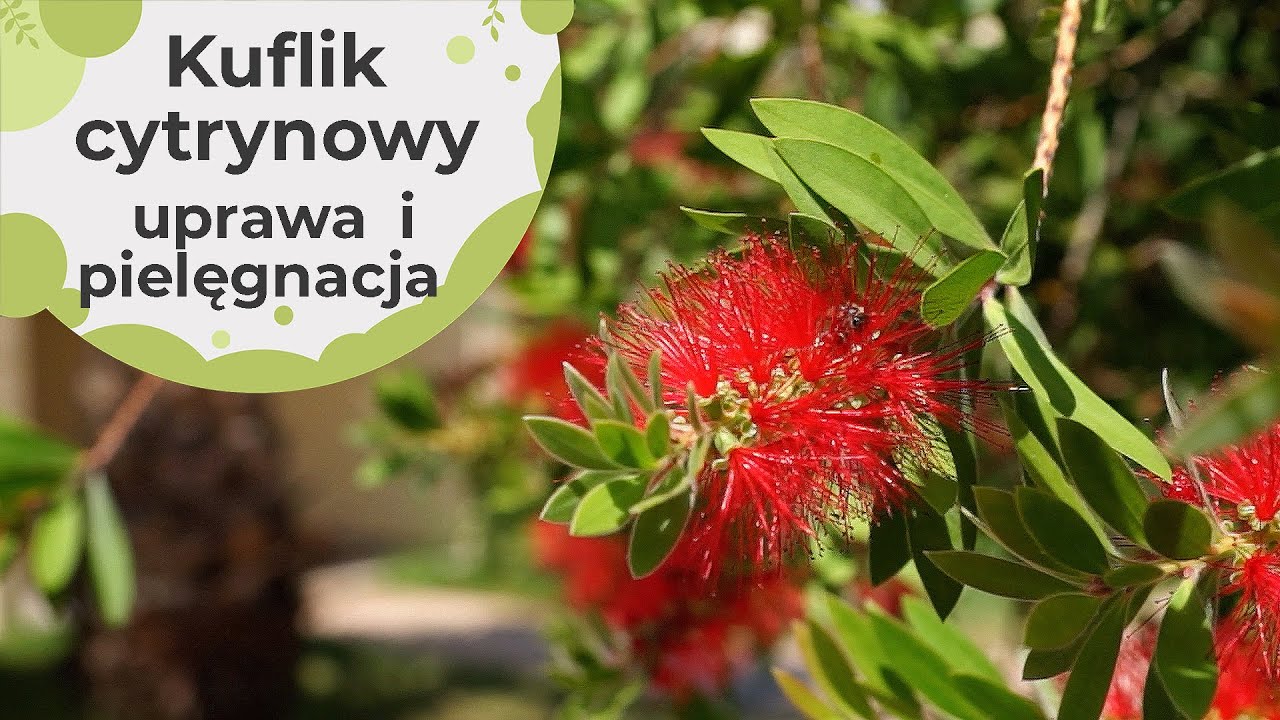 Kuflik cytrynowy - roślina która przeżyje pożar. Uprawa, pielęgnacja i rozmnażanie kuflika.