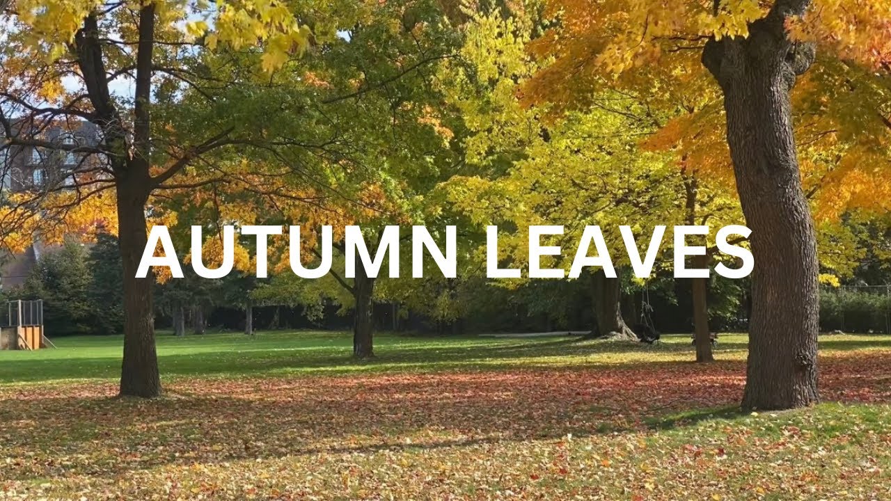Autumn Leaves/ Falling Leaves/ Beautiful Nature/