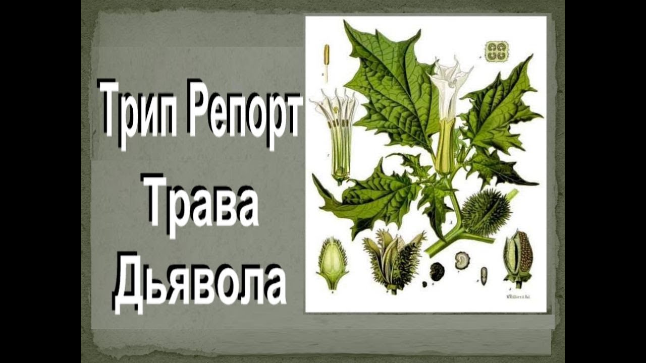Употребление Дурмана, личный опыт