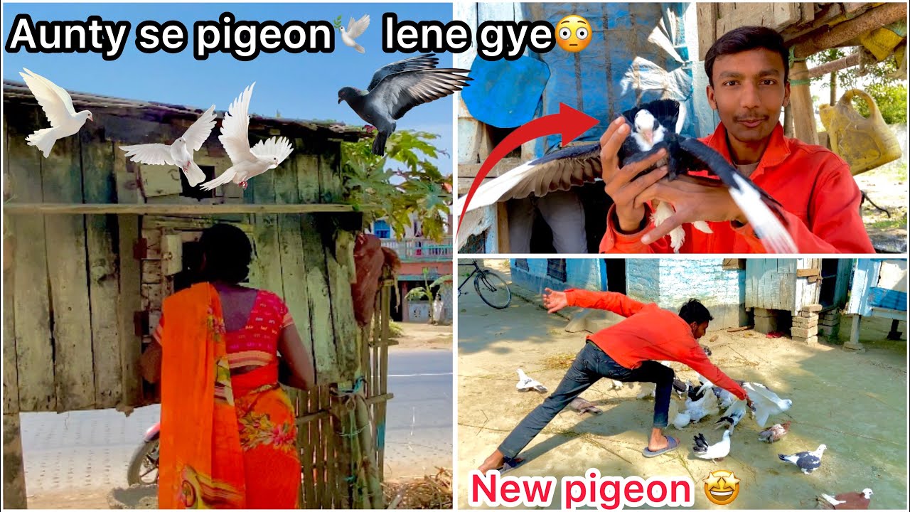OMG 😳 Itne sare nye kabutar🕊️🤩 !! Aunty ne pala hai kabutar 🕊️