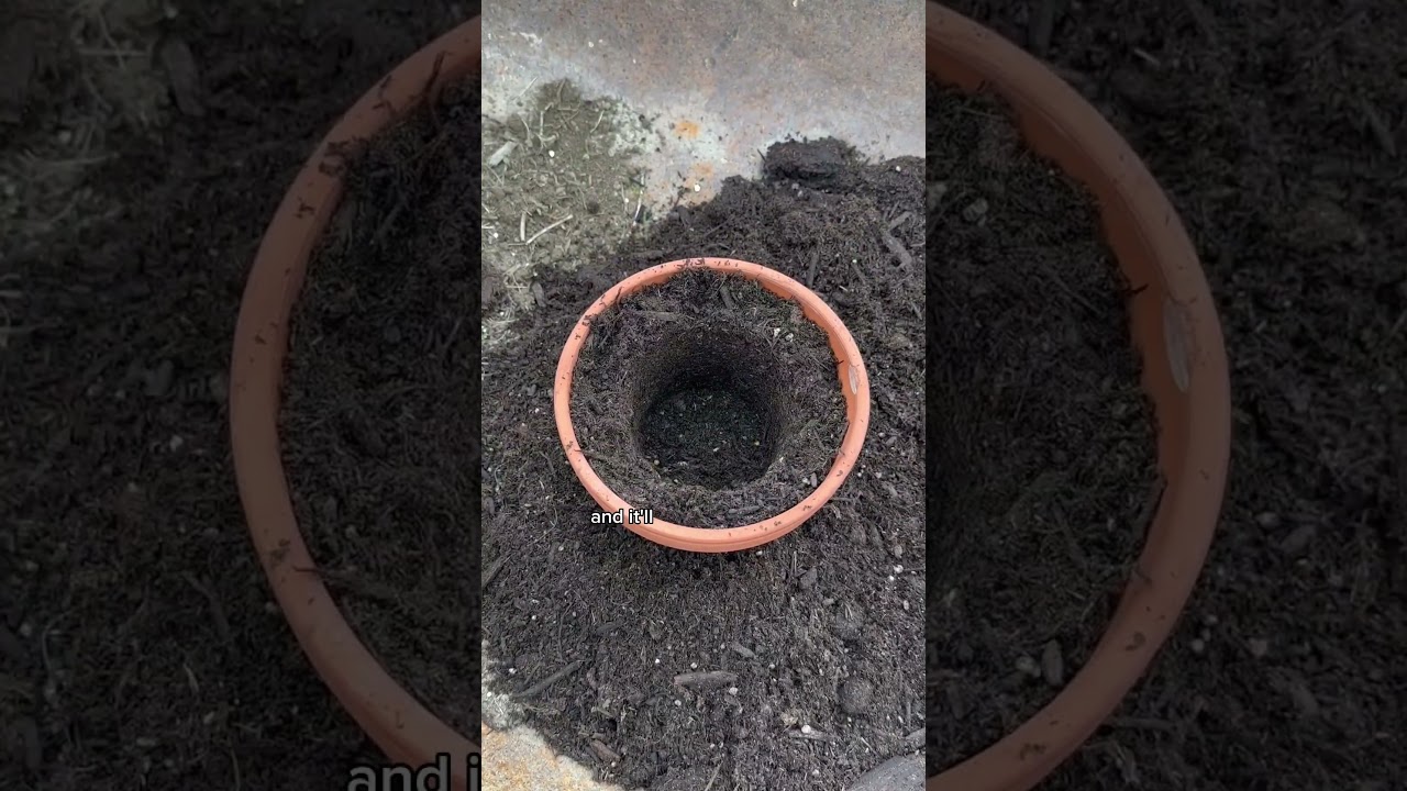 simple hack to repot a plant (in 15 seconds) #shorts
