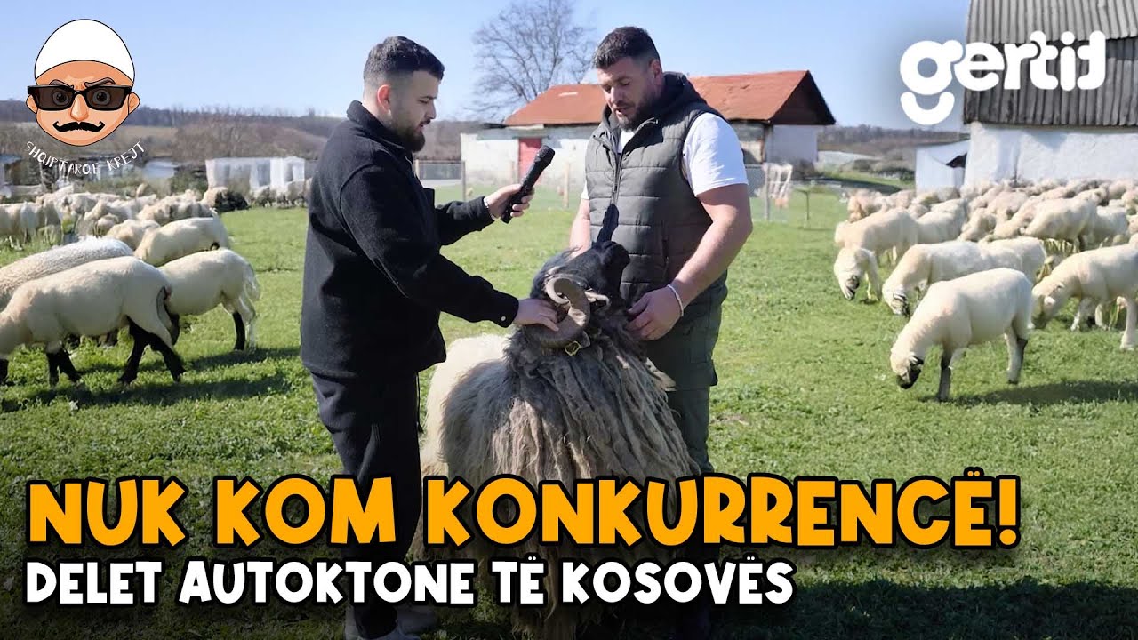 Delet autoktone të Kosovës - 1,600€ e kom shit Dashin - 1 kg djathë – 20€ | Histori të Jetes