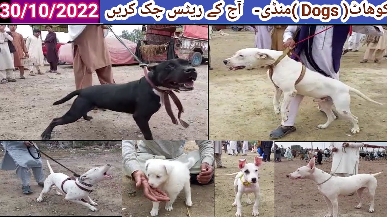 Special Dogs Market Full Video 6/11/2022 | Ep-44 | Pk Animals