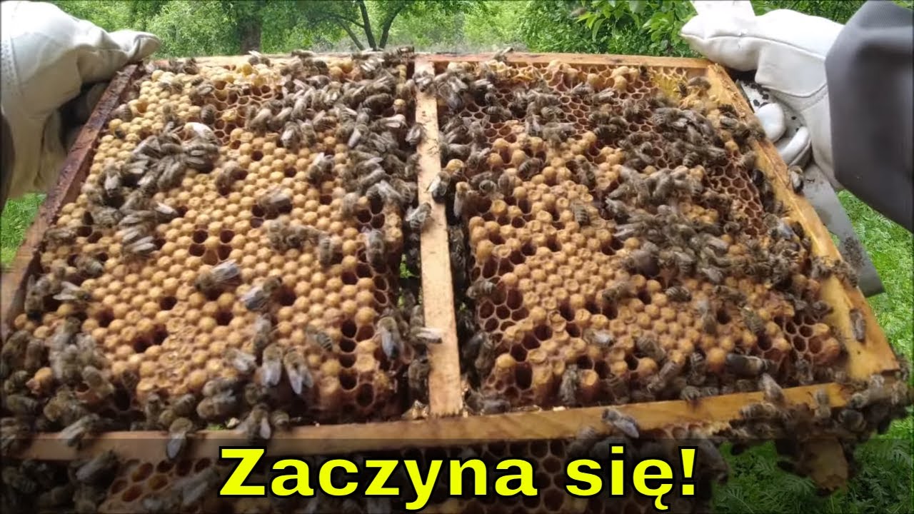 Zaczyna się! Pierwszy nastrój rojowy w pasiece. | Rozbrajam największy ul ! agresywna pszczoła...