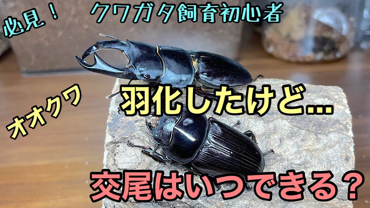 【オオクワガタ】成熟したか？判断する方法