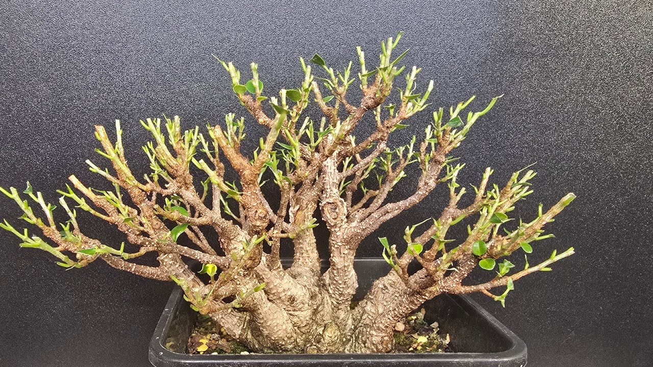 Bonsai Work - Ficus microcarpa Tigerbark