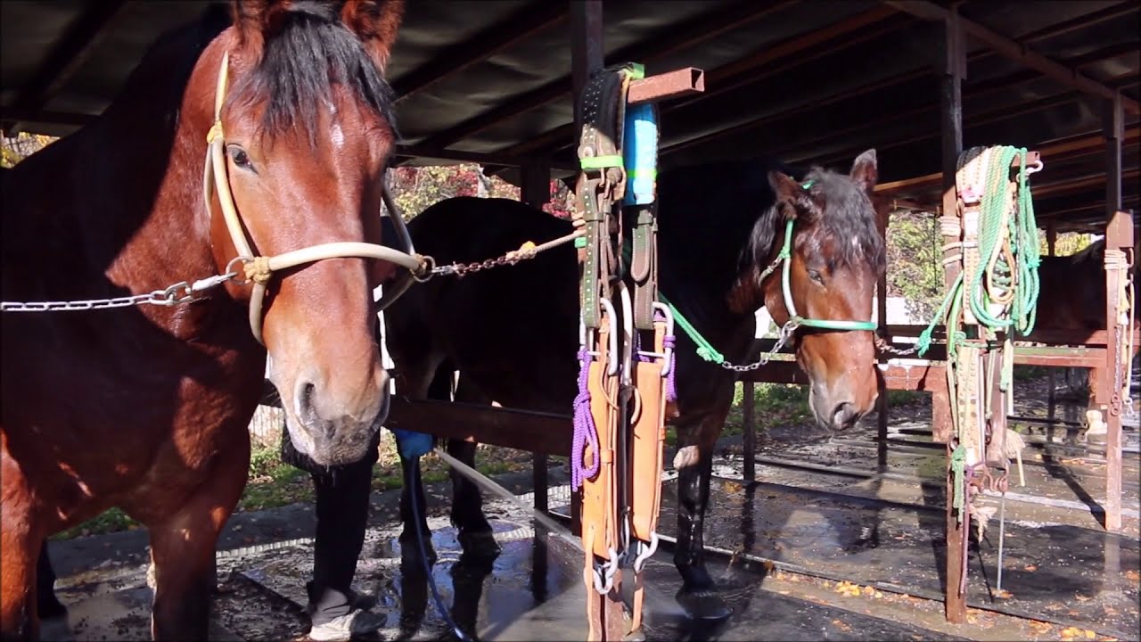 [ばんば通信] 秋深まる帯広競馬場