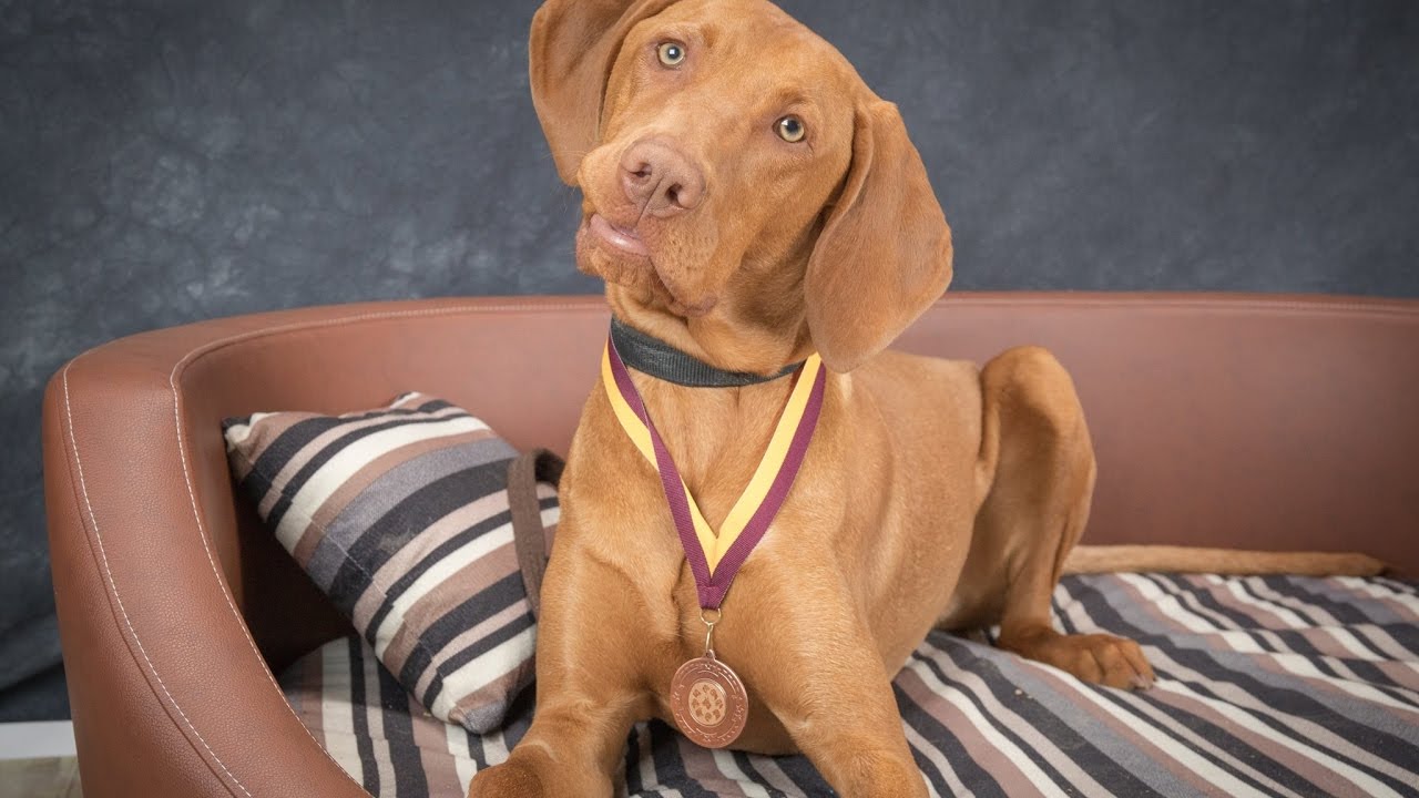 Oscar - Hungarian Vizsla - 2 Weeks Residential Dog Training