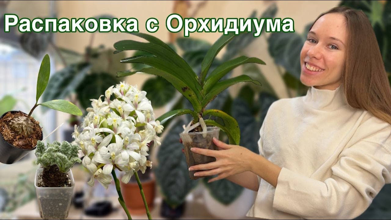 Подарок от @Dana Protasova  и покупки с Орхидиума | Новые орхидеи в коллекции