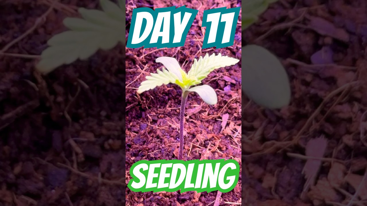 GROWING CANNABIS W/ADVANCED NUTRIENTS DAY:11