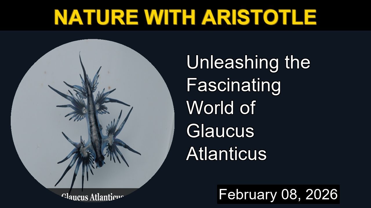 Unleashing the Fascinating World of Glaucus Atlanticus | Nature with Aristotle