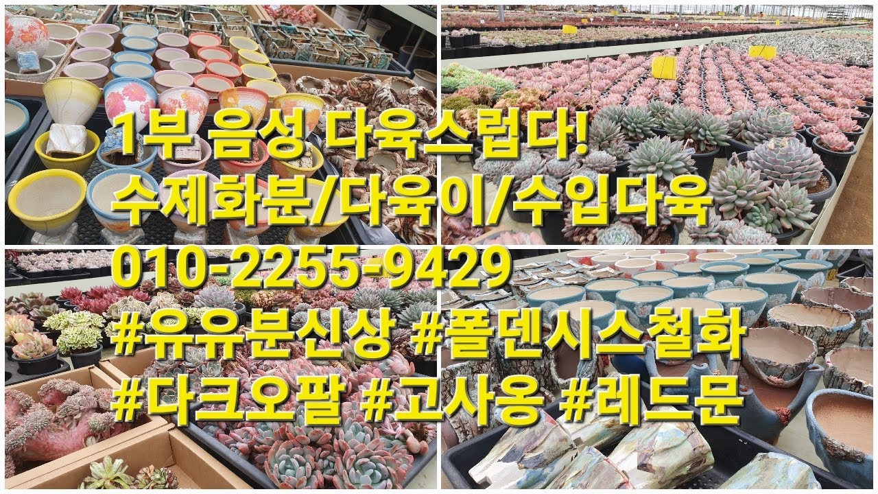 1부 음성 다육스럽다!  수제화분/다육이/수입다육!010-2255-9429 #유유분신상 #폴덴시스철화
#다크오팔 #고사옹 #레드문