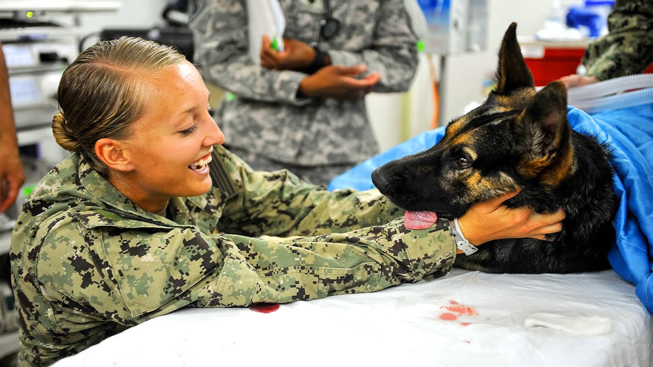 Combat Assault Dogs in the Navy: Protecting the $13-Billion USS Aircraft Carrier