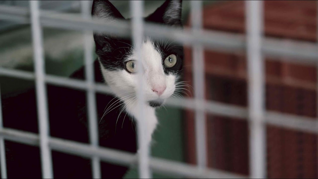 Documental sobre el Servicio de Bienestar Animal de SADECO