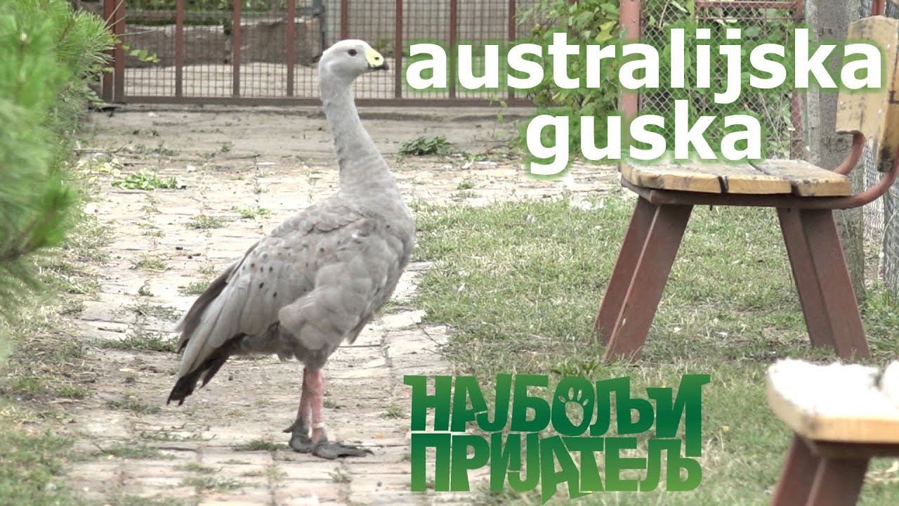 Australijska guska