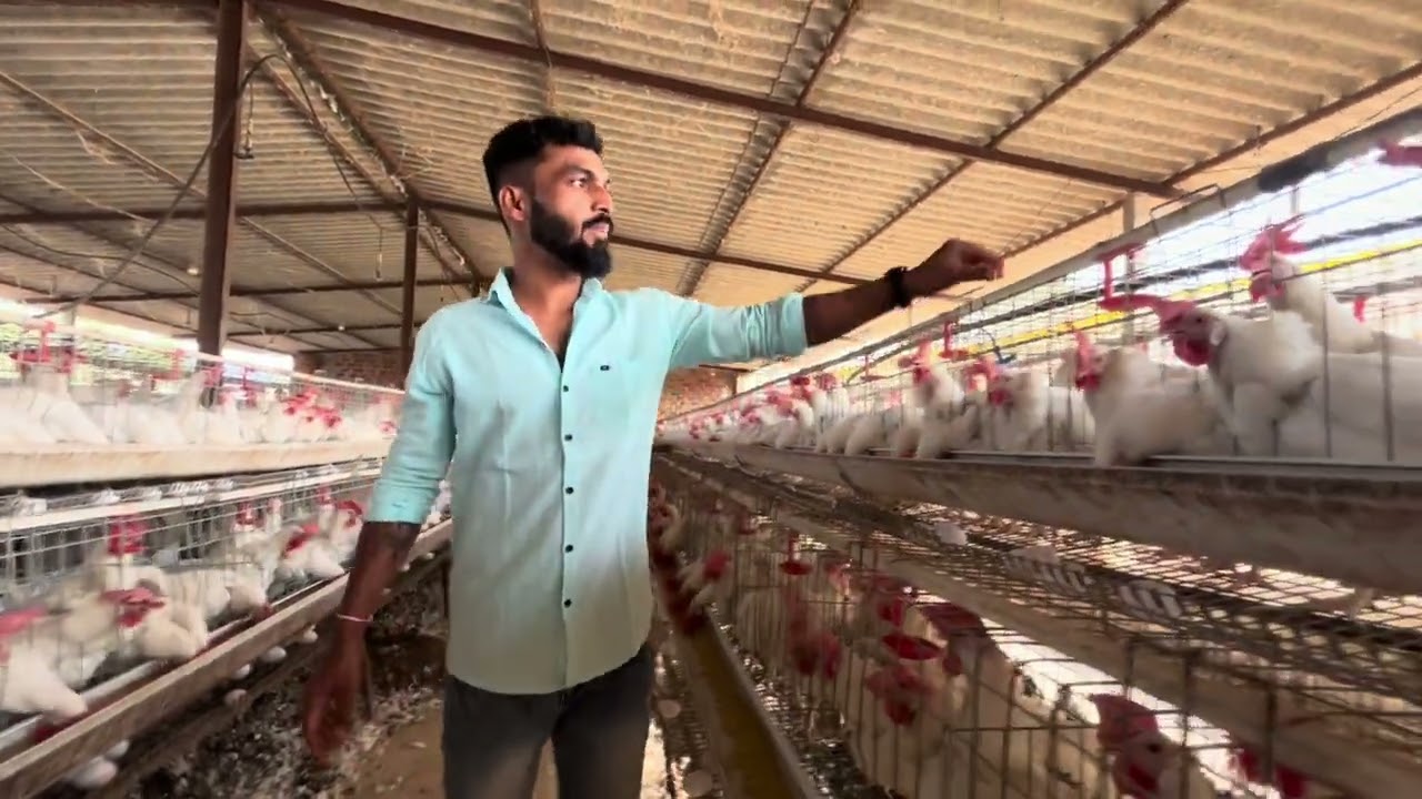 2000 लेयर पक्षांसठी येतो एवढा खर्च                                      #pure #chicken #attitude