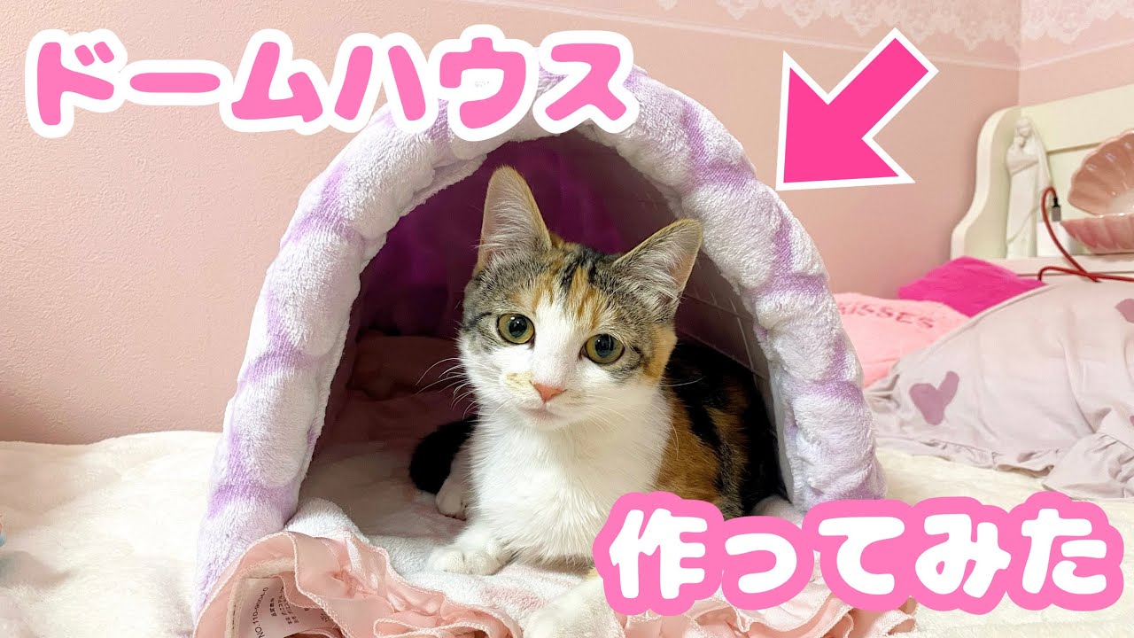 猫用ドームハウスを作って子猫にプレゼントしてみた！