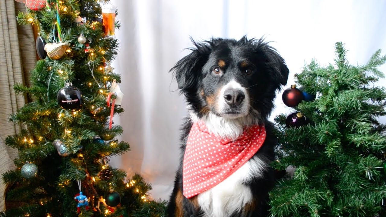 DIY Dog Bandana - Over the collar