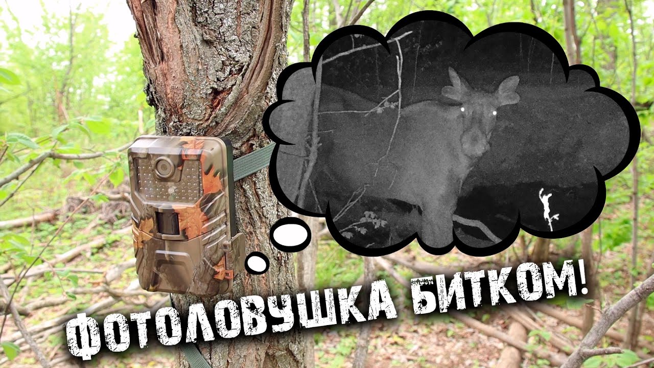 Бурная жизнь у лесного озера| Проверка фотоловушки| Дружба и вражда лосей