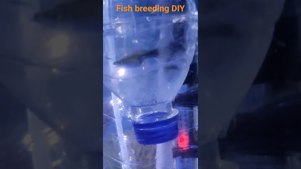 #guppy