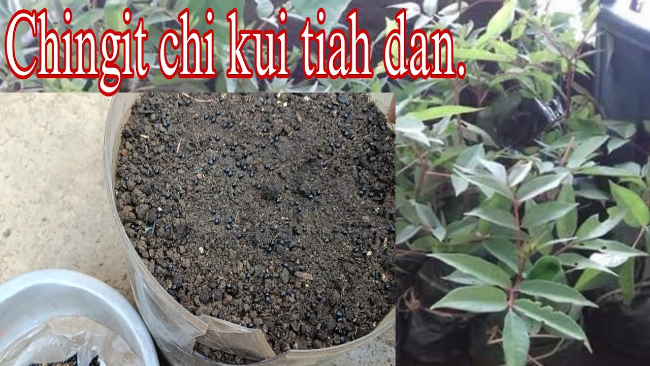 Chingit chi kui tiah dan,hetiang hian kan kui tiak ngei e