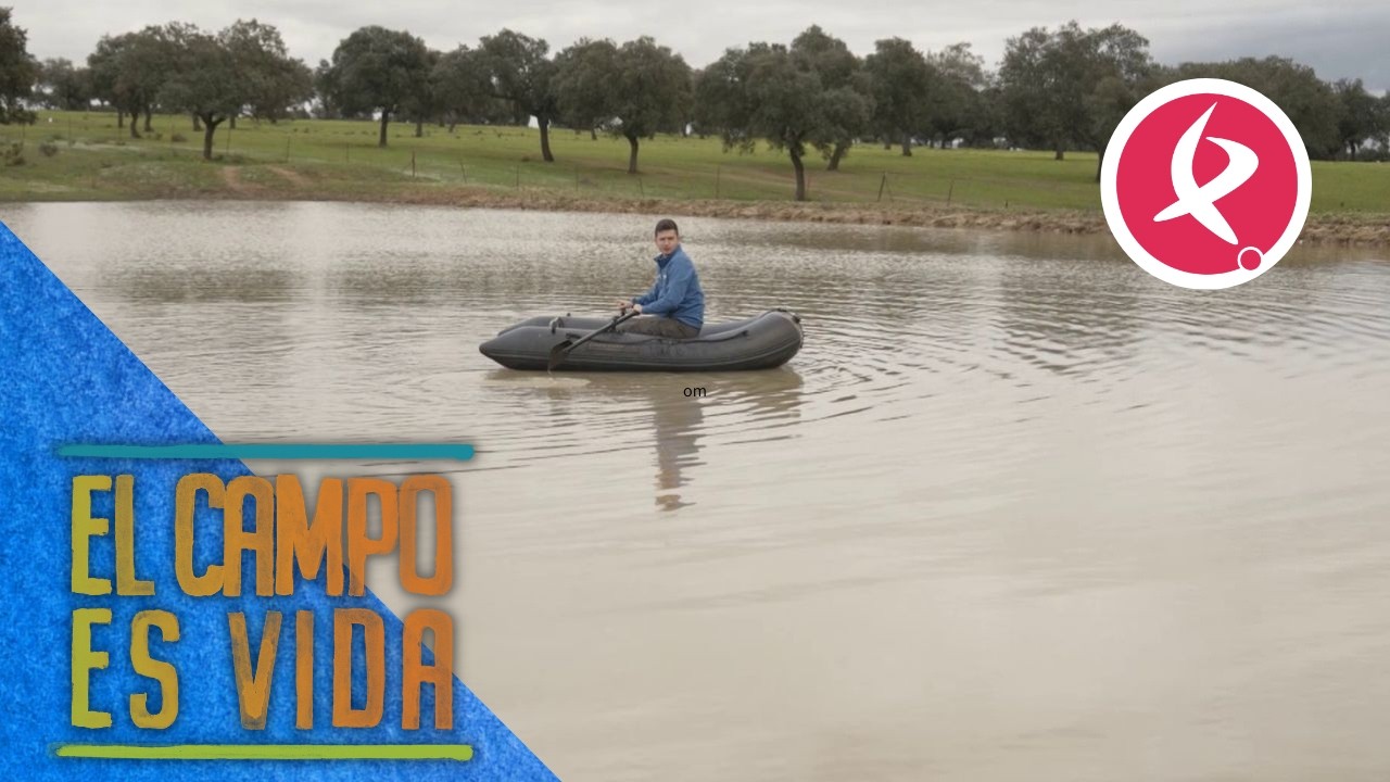 Vaquero acuático en Los Canchales | El campo es vida