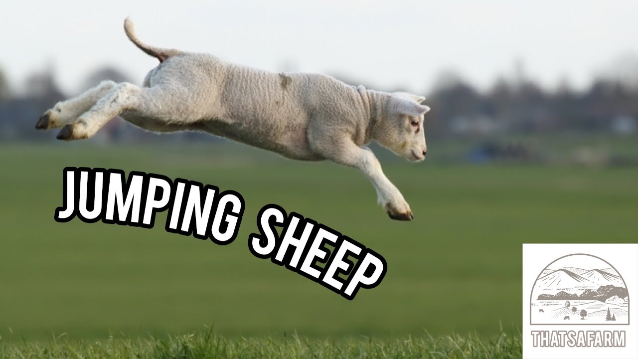 Jumping Sheep Compilation