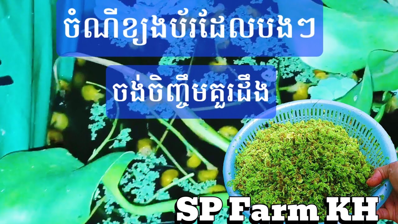 បច្ចេកទេសចិញ្ចឹមខ្យងប័រ | ចំណីរបស់ខ្យងប័រដែលបងប្អូនចង់ចិញ្ចឹមខ្យងប័រគួរតែដឹង