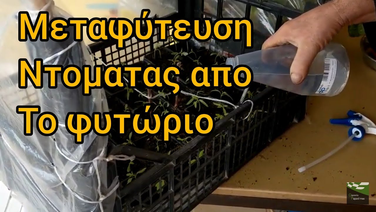 Μεταφύτευση ντομάτας από το φυτώριο  με τους σπορους