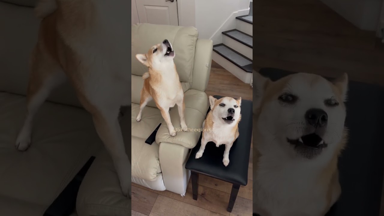 Singing Shibas #doge #shiba #singingshiba #howlingwolf