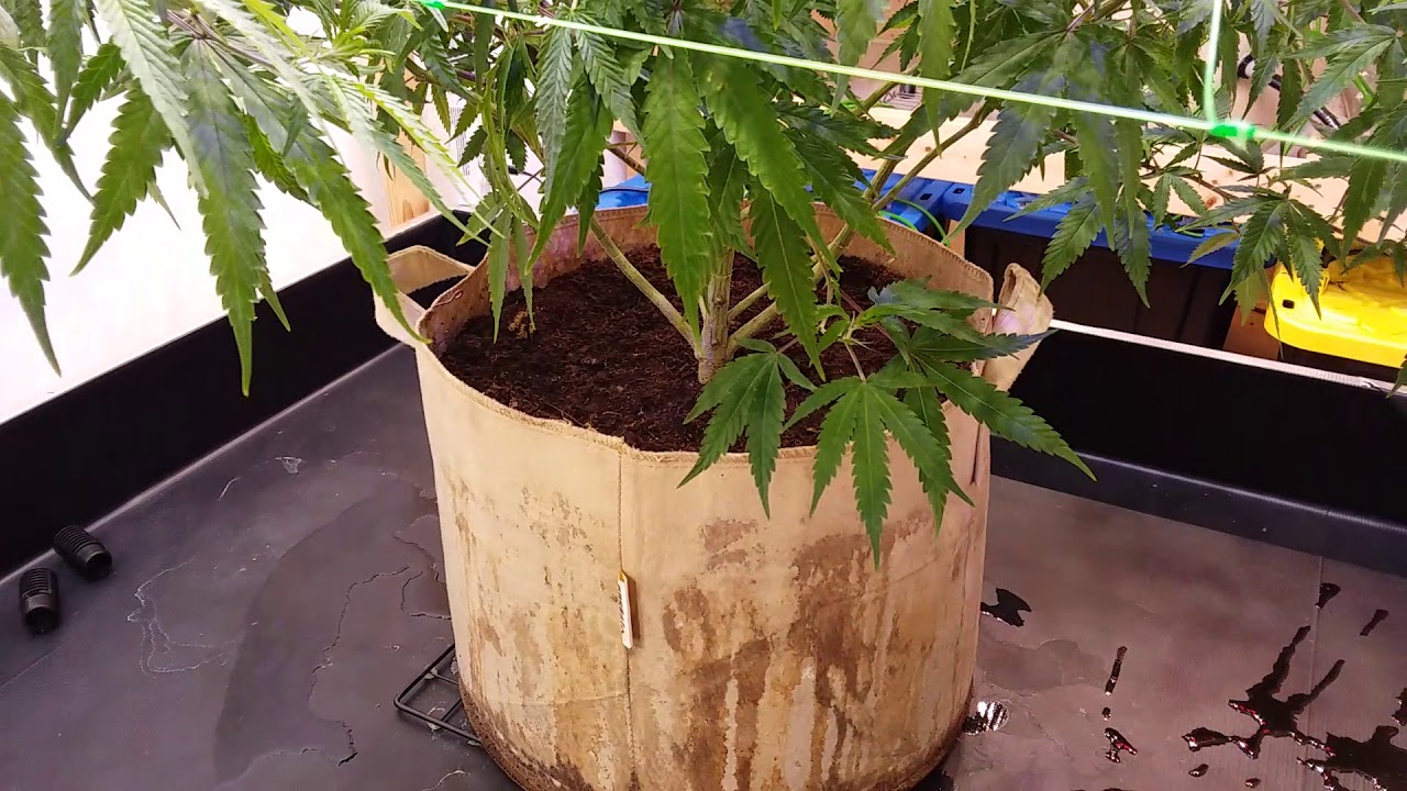 Apollo 13 Flowering Room Move In