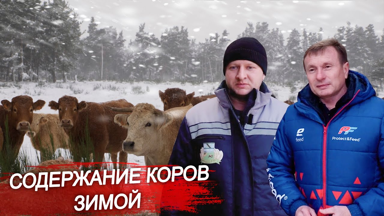 Содержание коров зимой. Кормление коров. Крупный рогатый скот. Ферма КРС. Молочное животноводство