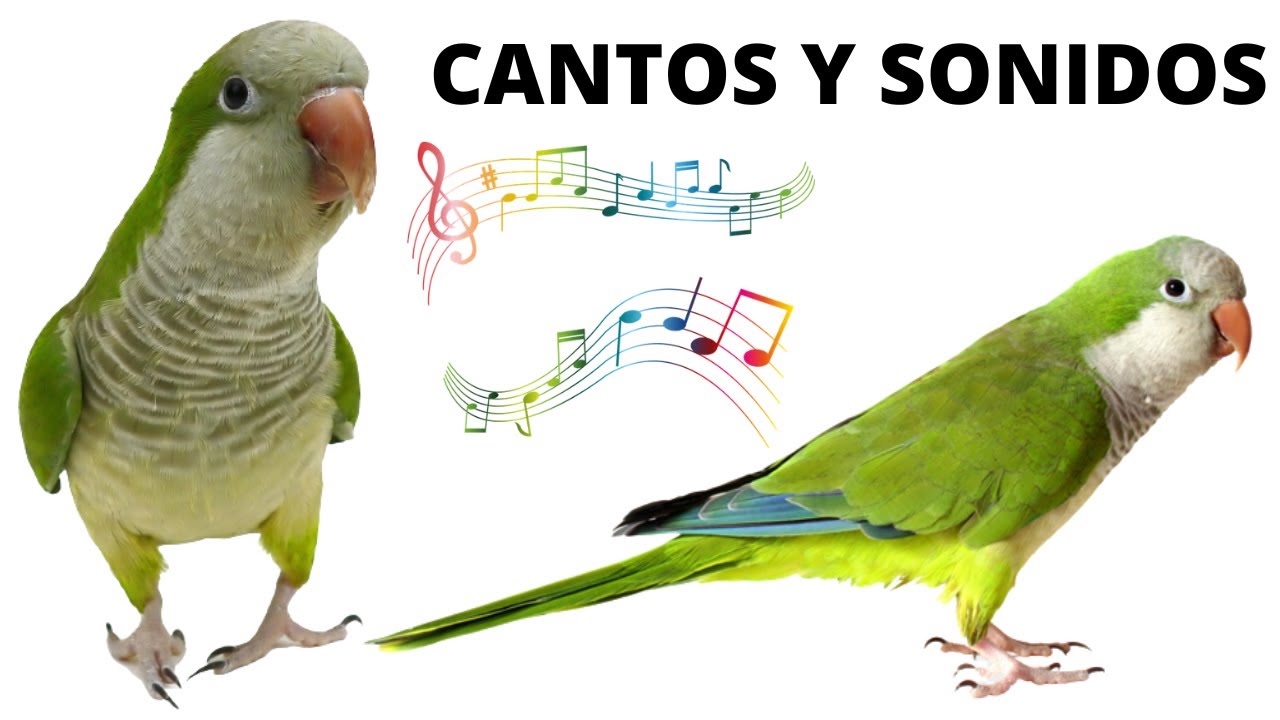 Cotorra Cantando , canto y sonido de la cotorra Argentina , cotorra monje  para llamar, imitar