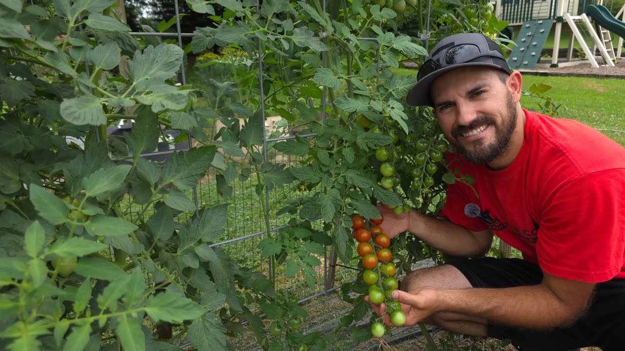 Zone 7A PA July Garden Tour ! 🍅🌶🫑🍆