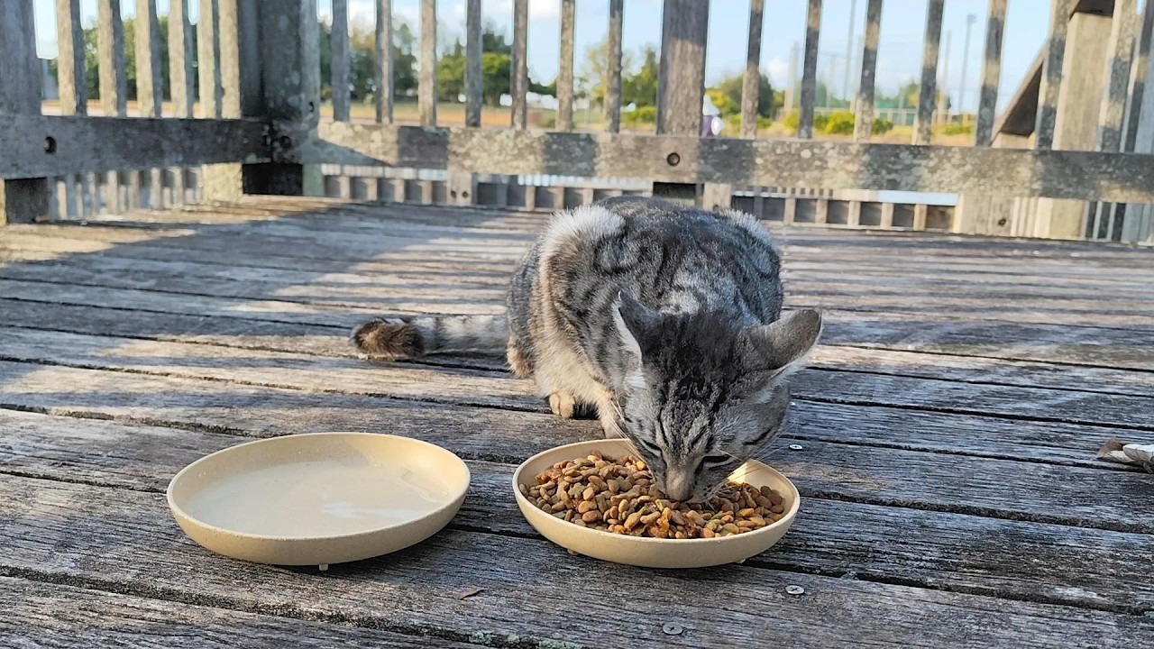 2026.1.18 猫巡り サバトラに美味しいカリカリと大好きなウェットフードとちゅ～るを