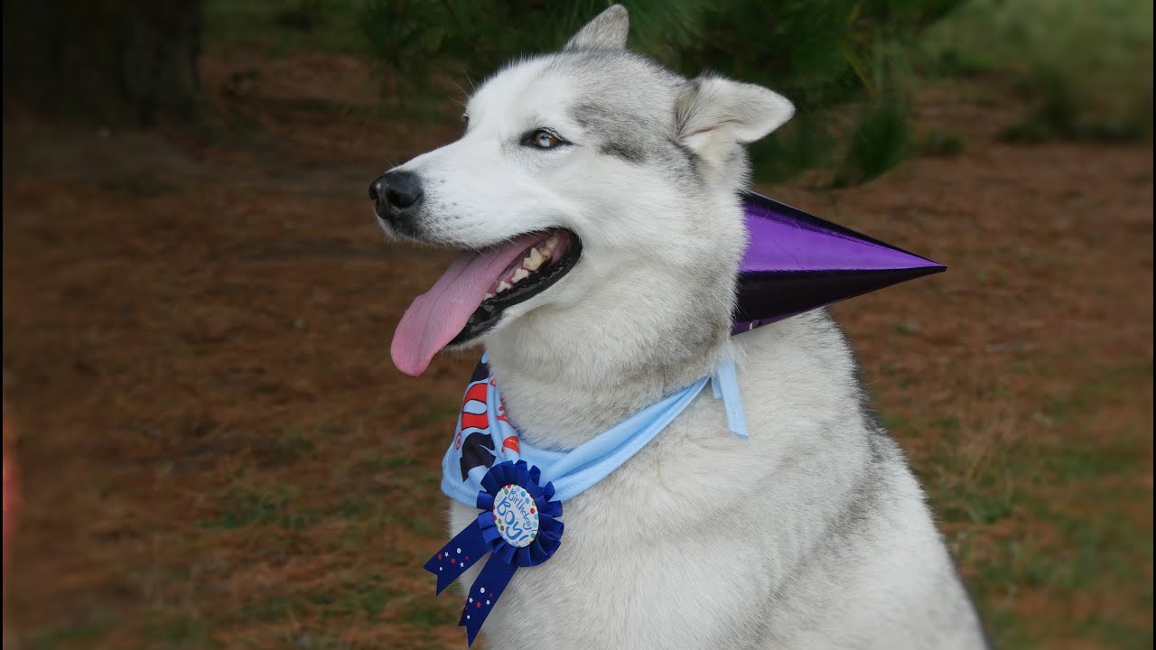 Happy Husky opens, plays with and eats BIRTHDAY Gifts ..