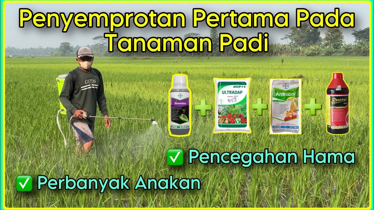 Penyemprotan Padi Pertama Menggunakan Ambition,Ultradap,Antracol dan Spontan