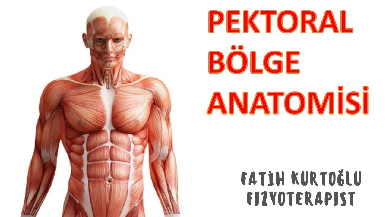 KAS ANATOMİ si KONU ANLATIMI-3 | Pektoral Bölge