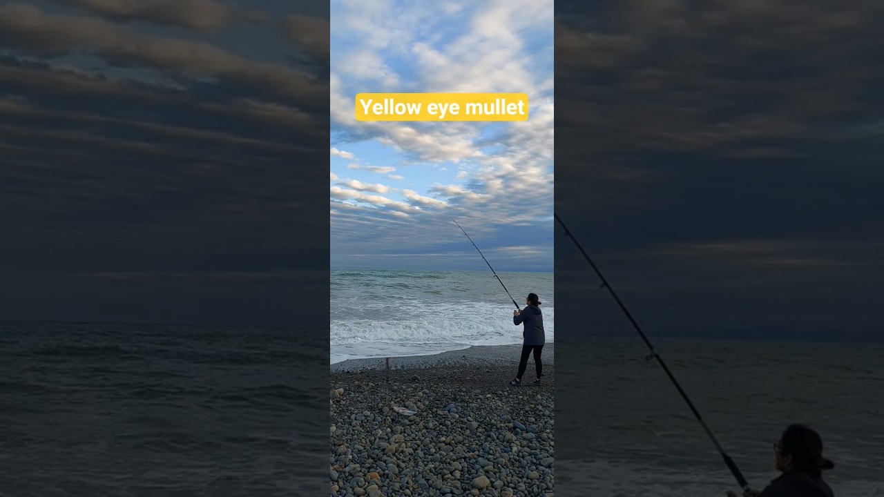 Amberley fishing spot, caught yellow eye mullet