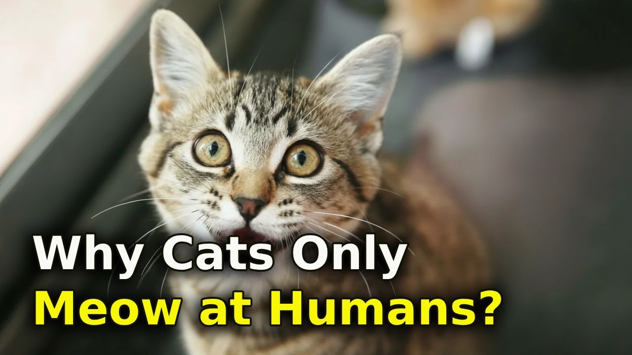 Why Do Cats Meow at Humans but Not Other Cats?